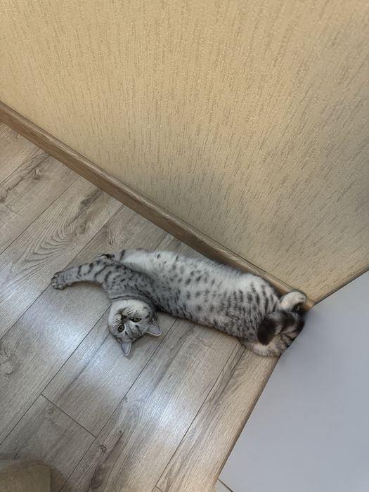 Скотиш страйт кошечка