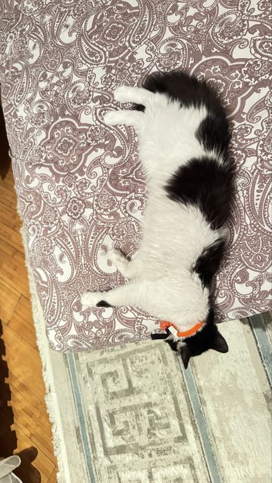 Отдам кошечку в добрейшие руки