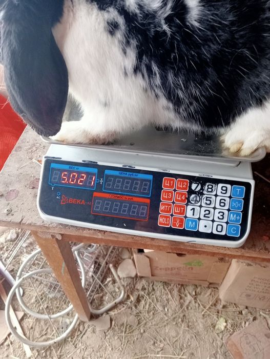 Кролики пародистый