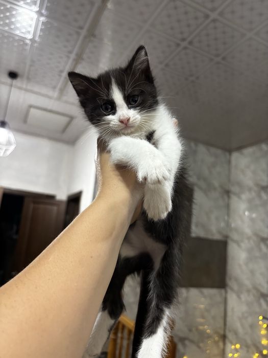 Отдам котенка в добрые руки