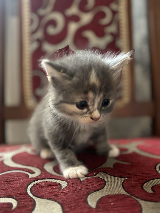 Милый котенок ищет дом