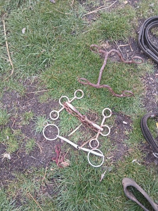 De vânzare ham curea cu clopote pentru cai