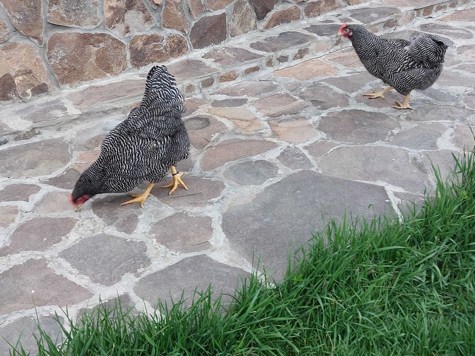 Familie Playmouth Rock Barat