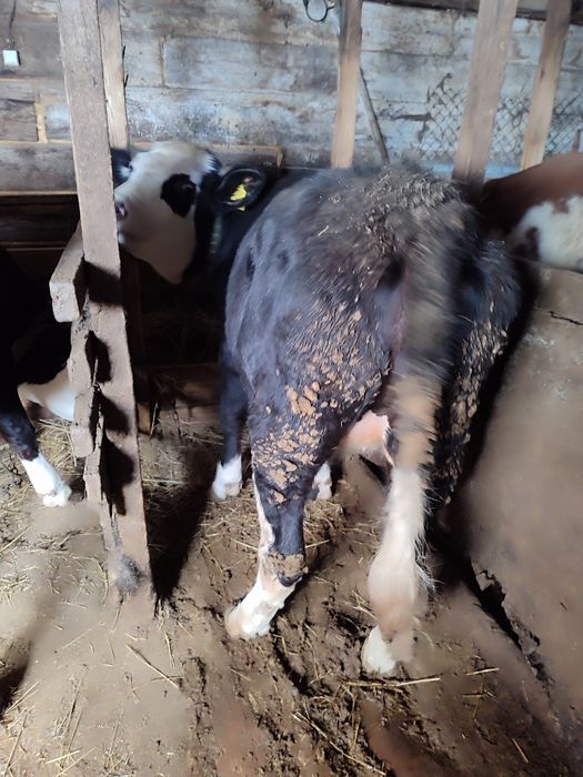 Продам тёлок 1,5 годовалые