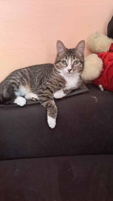 Пропала Кошка ищю срочнооо