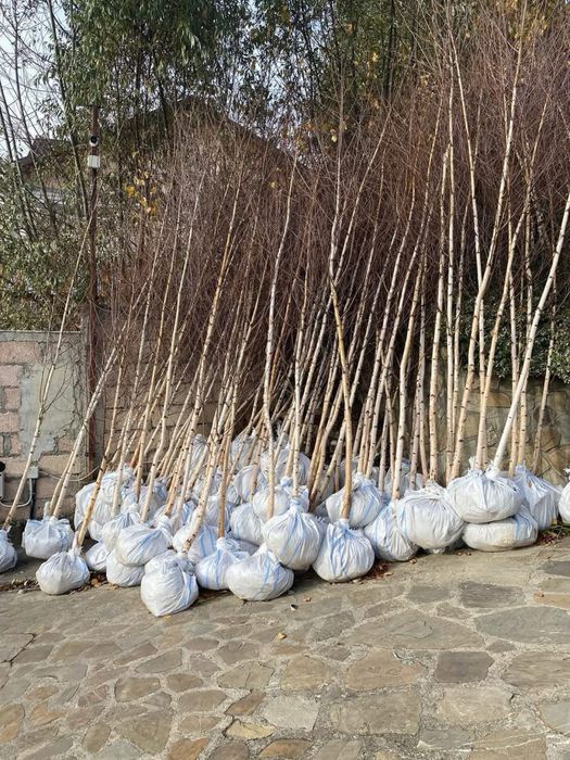 Vand tei, artar, platan si mesteacan