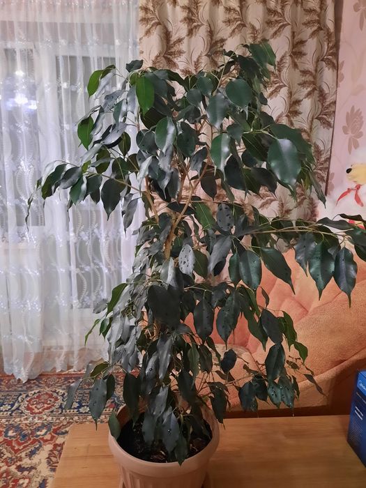 Продам фикус Бенджамина