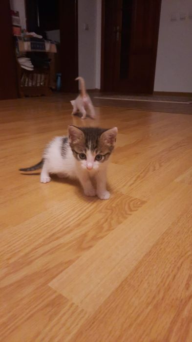 Pisoi spre adoptie