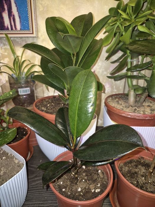 Продаётся Фикус эластика