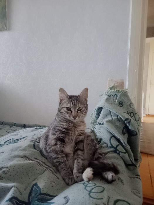 Котенок ищет своего хозяина!