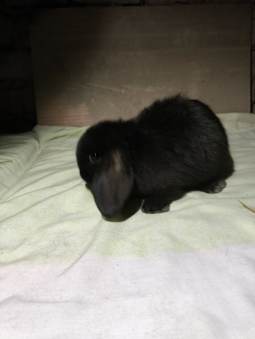 Quyon bolalari karlik