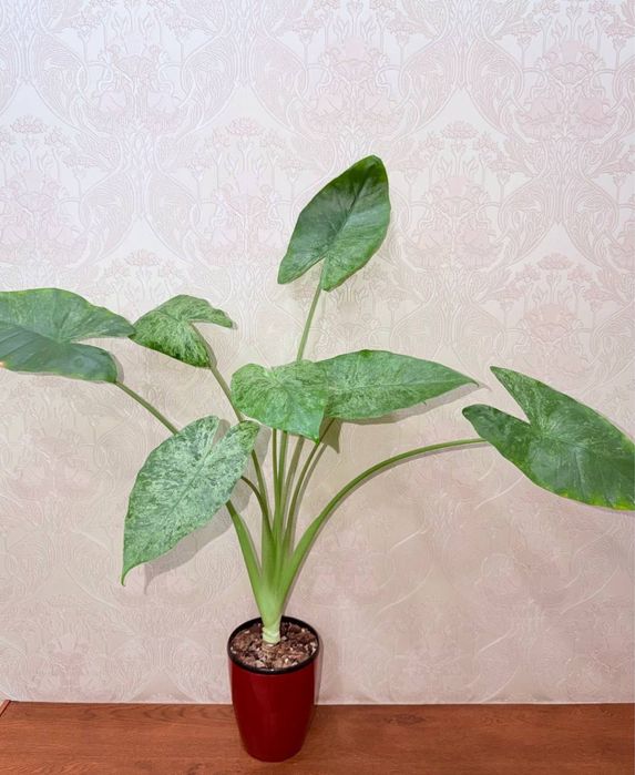 Алоказия, комнатные растения, комнатные цветы