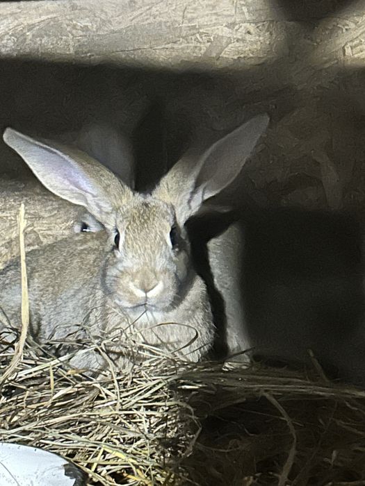 Продам кроликов.Дешево