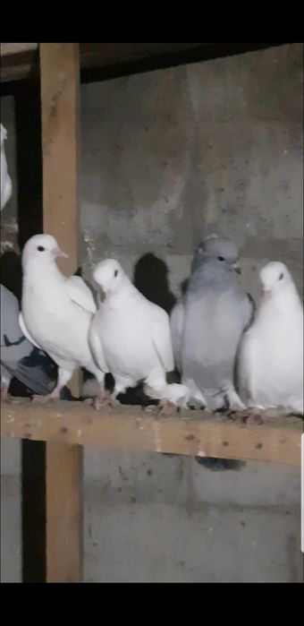 Кушлар сотилади 11 та бор