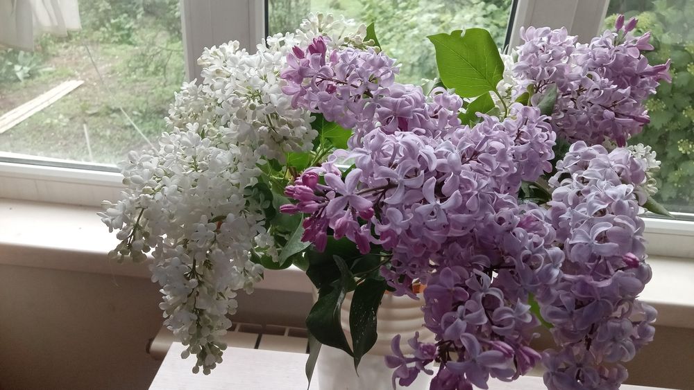 Сирень на букеты