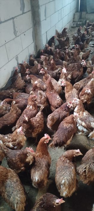 Vând găini producție ouă - Vârstă 11 luni - 20 RON