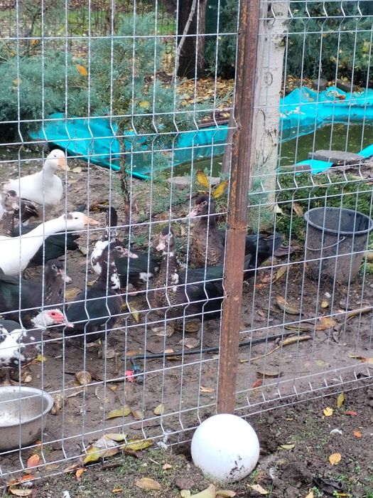 Vand Gaste si rate  mute