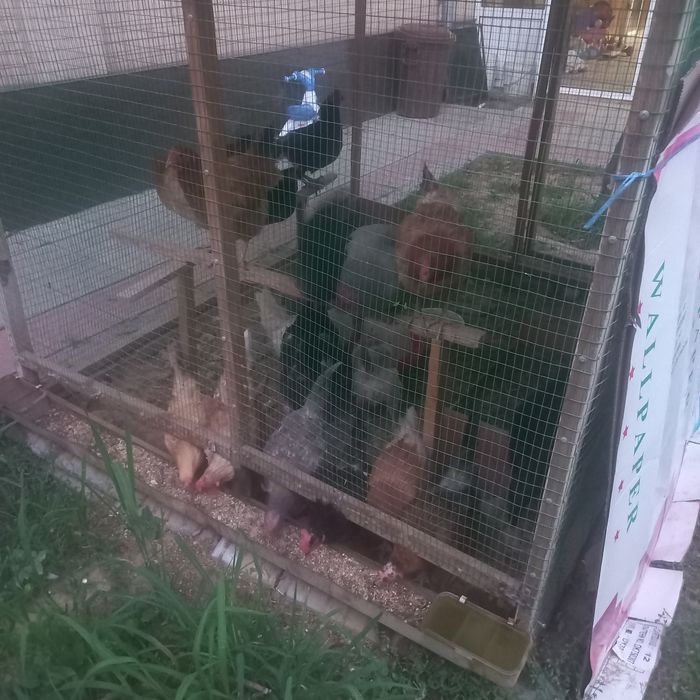 100% Xonaki rang-barang tovuqlar sotuvda