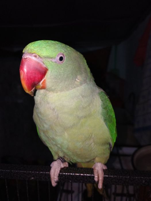 Vand Marele Alexander ,doi perusi si o nimfa