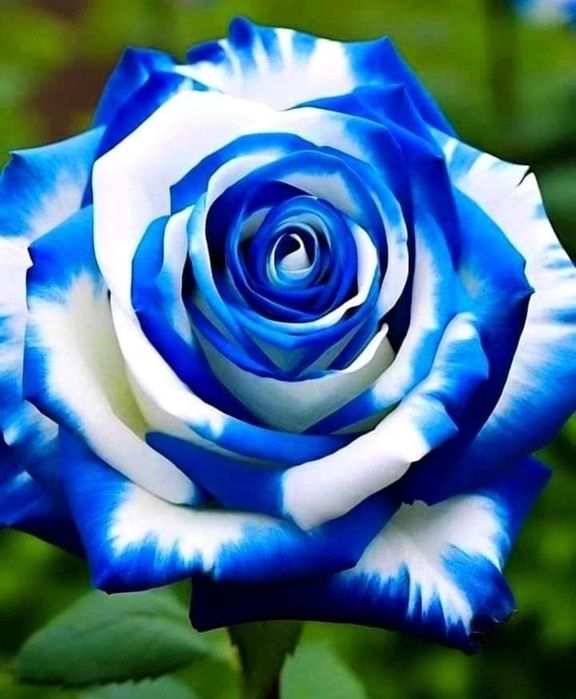 Продам саженцы роз 900