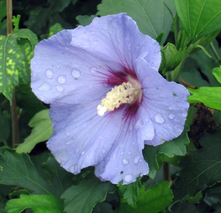 Продаю садовую рассаду