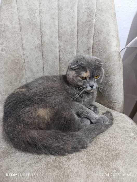 Британска клепоуха