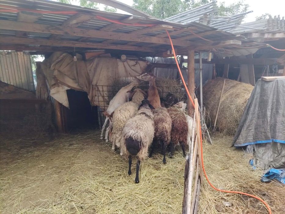 Vând oi și capre