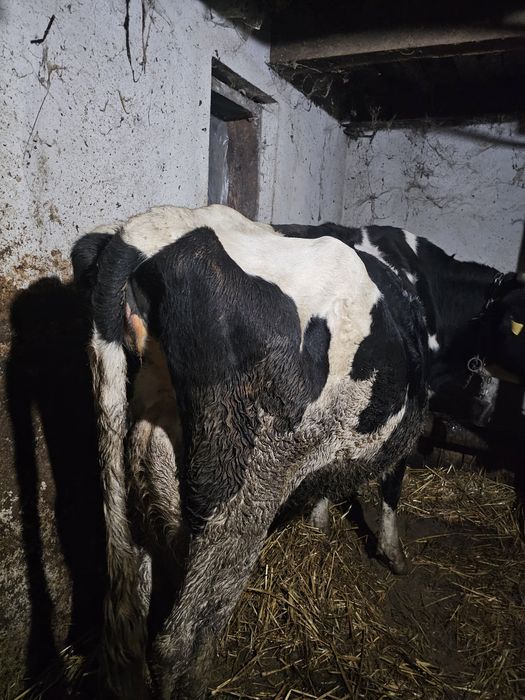 Vaci de lapte gestante