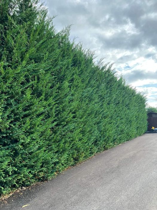 Chiparos Leyland gard viu