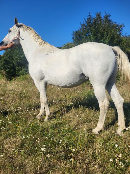 Iepe lipitan de vinzare învățate pentru echitație și trasura