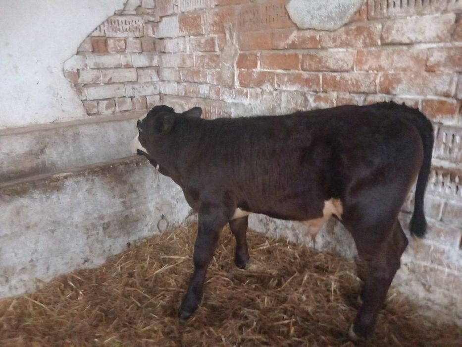 Vând un Taur angus