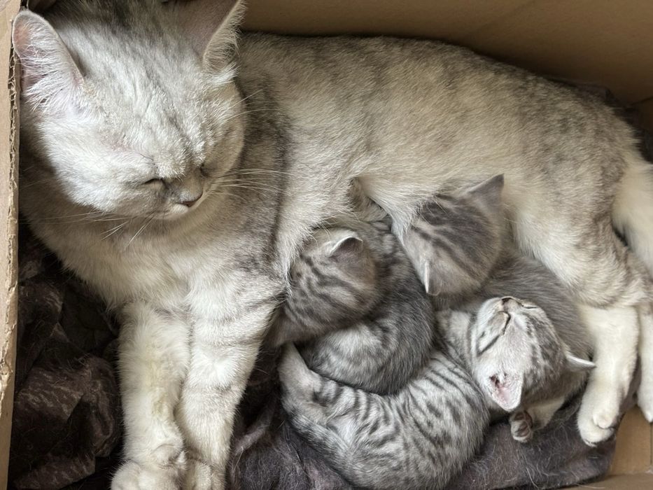 Отдам котят за символическую цену