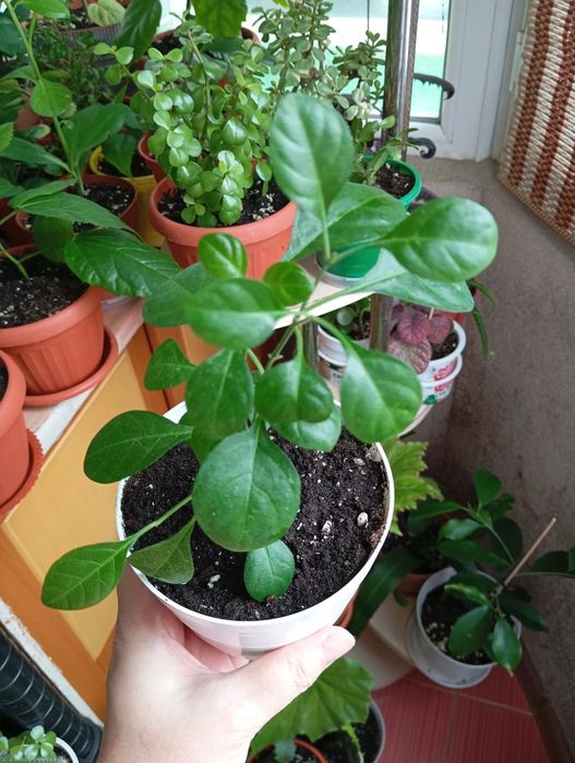 Продам комнатные растения