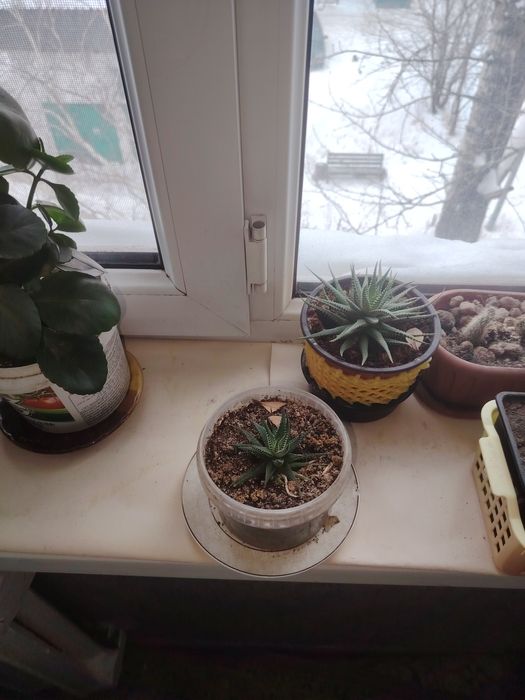 Комнатные цветы разные