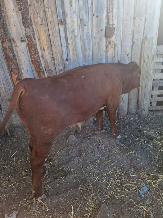 Vand 2 vitei angus,mascul si femela cu o medie de 270 /280