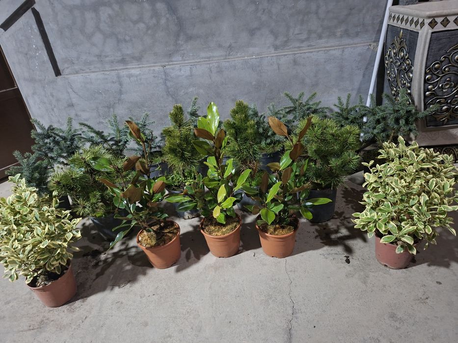 Ёл. Йел Полша Привазной. Ийонимус аурера. Кипарис Аризоника Италия