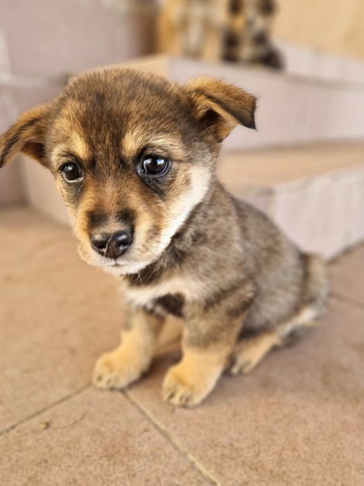 Щенки, бесплатно