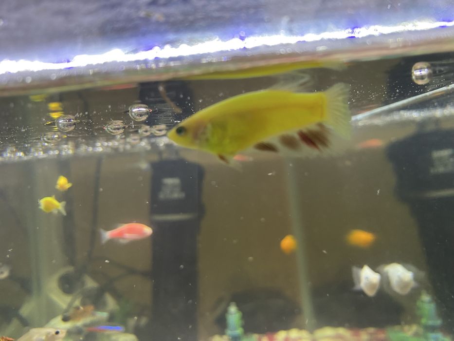 Peste betta mascul si femela
