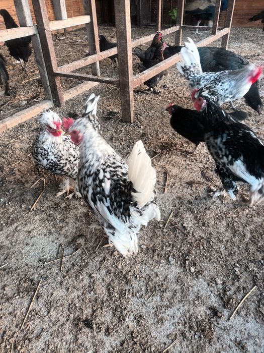 Cocosi pitici superbi sau perechi de vanzare
