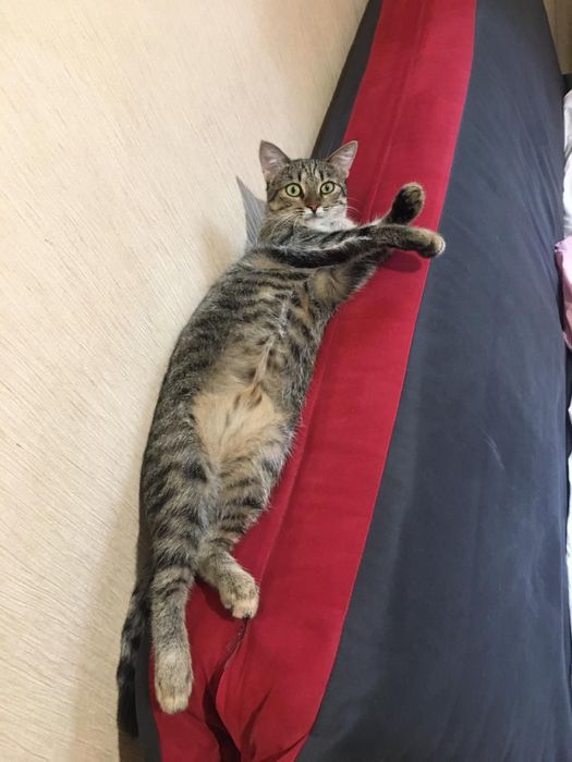 Отдадим кошку в любящий дом