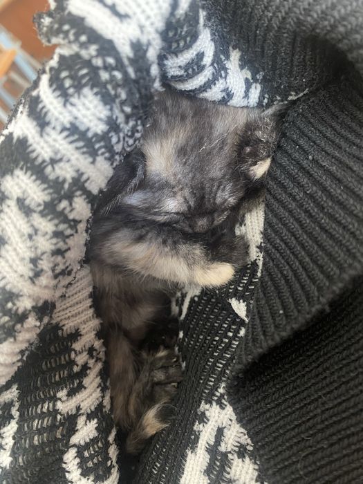 Котенок ишет дом