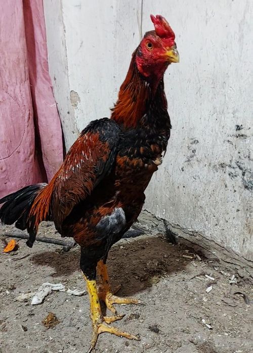 Дакан. Бойцовский петух