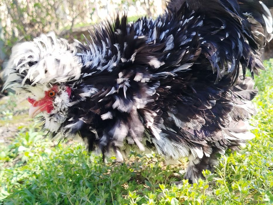 чаппа пат хурозча сотилади