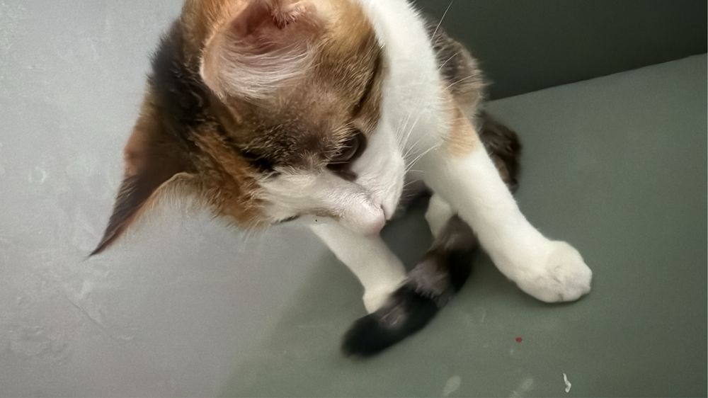 Отдам котенка в добрые руки