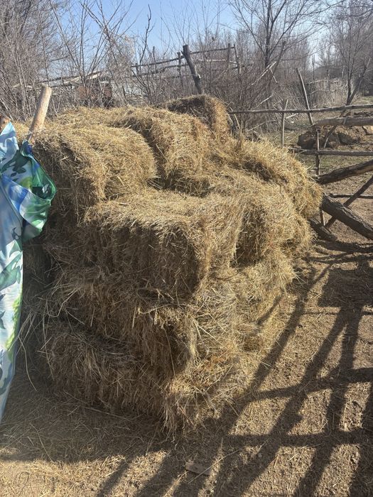 Шөп тюкпен сатылады қойға жақсы