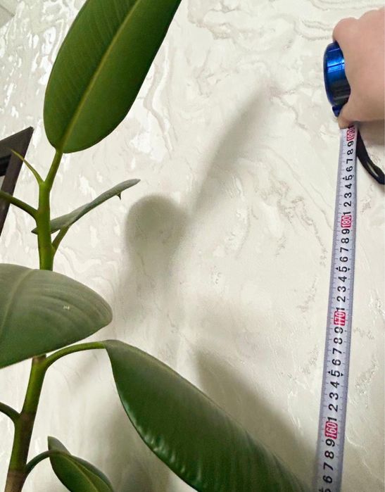 Цветы фикус 190см