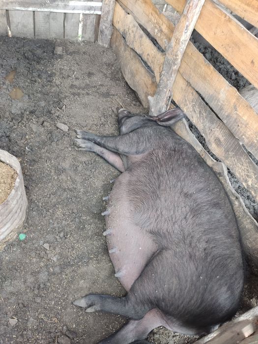 Продам свиноматку