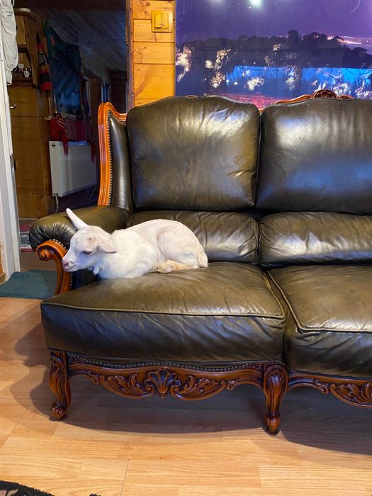 Tap de vânzare  10 luni