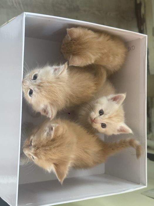отдам котят в хорошие руки
