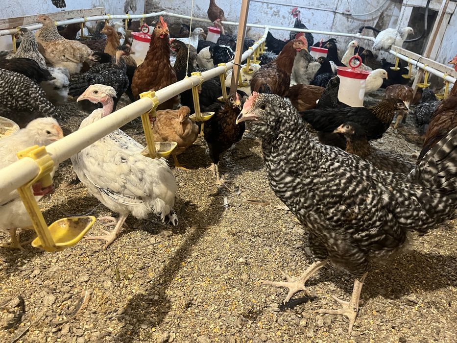 Pui de gaina au 4 luni